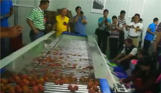 中山大红鹰dhy荔枝分选现场