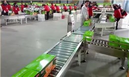 箱装水果在线检重秤-橙子应用案例